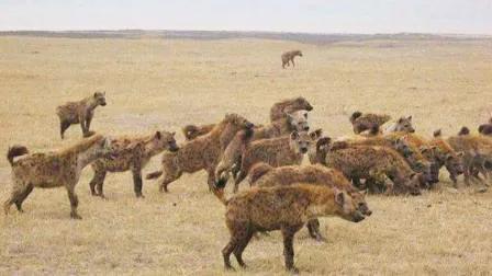 鬣狗雌雄异体,鬣狗为何不分雌雄