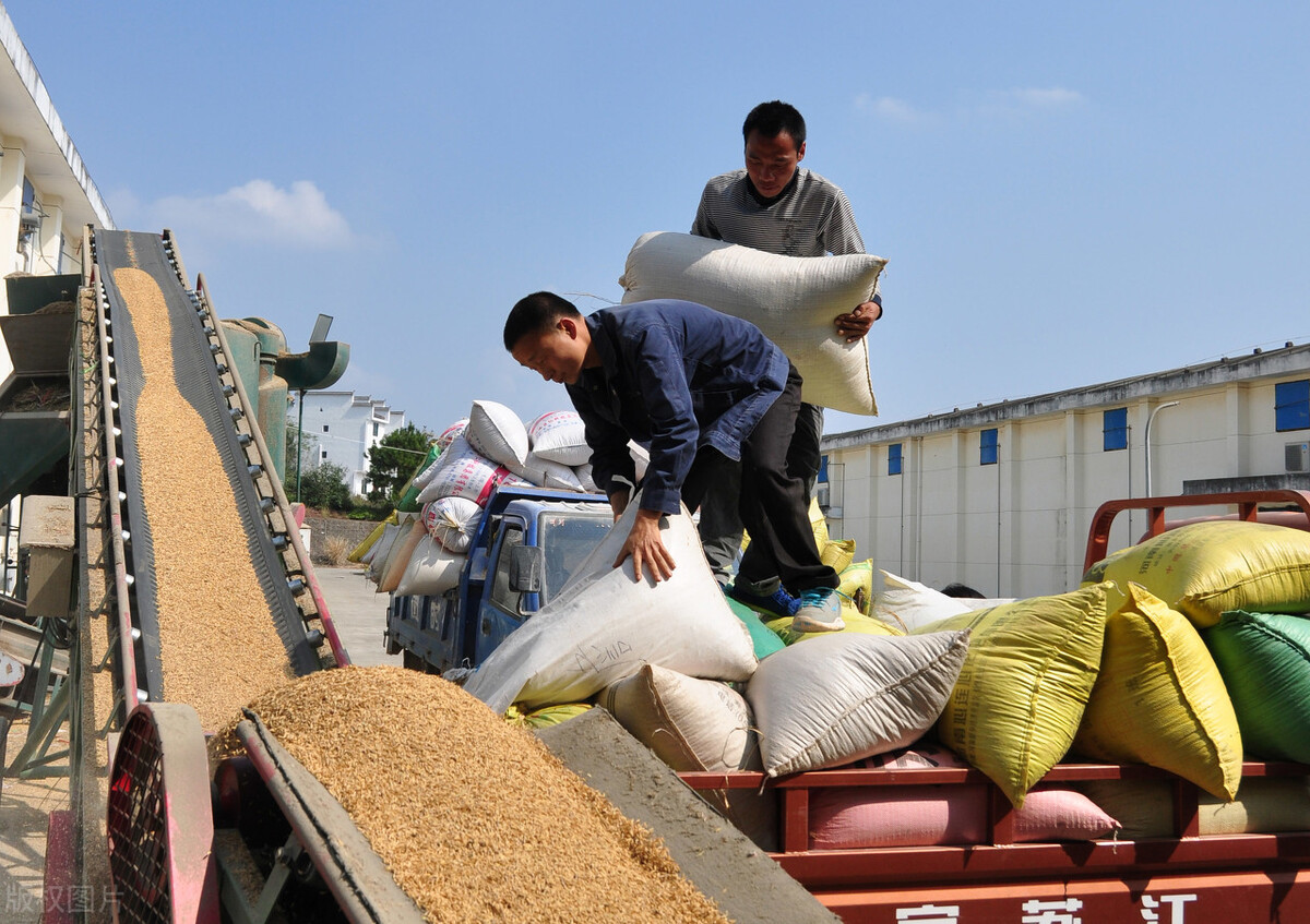 农民在荒地种菜被政府铲除,湖南农田种姜被铲后续