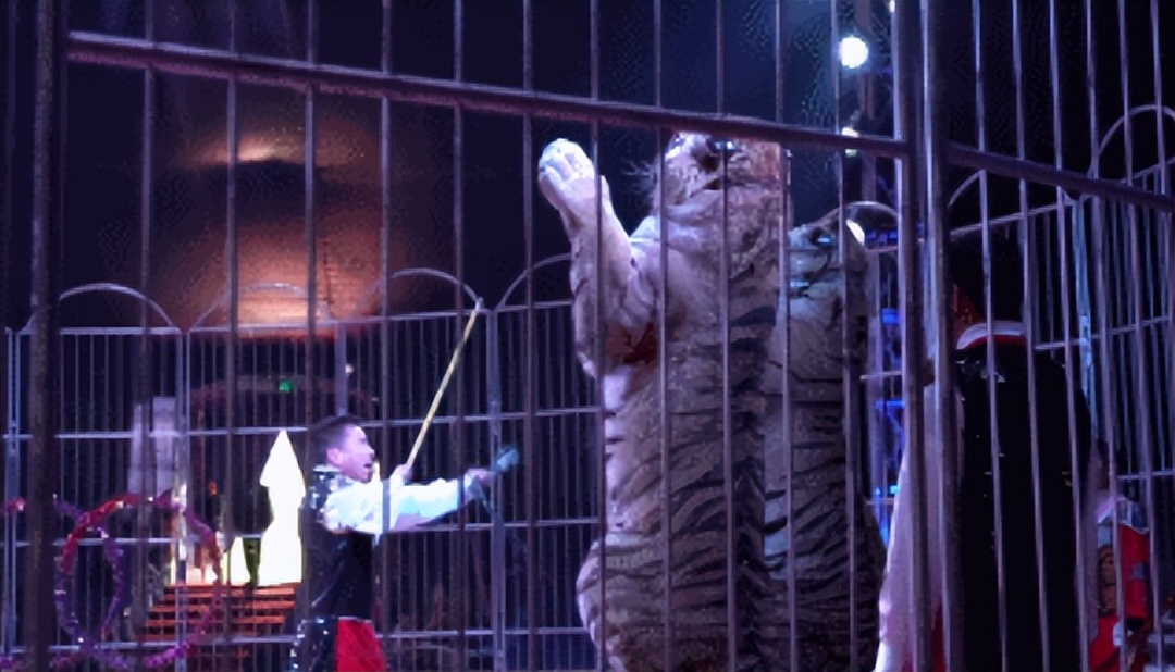 6岁公主活成“脚链囚徒”,背后的动物表演让人心疼