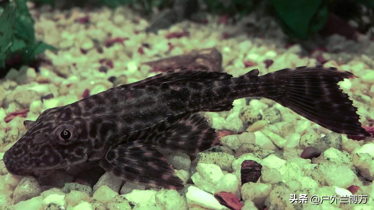 中国最凶残的十种鱼,国内十种入侵鱼