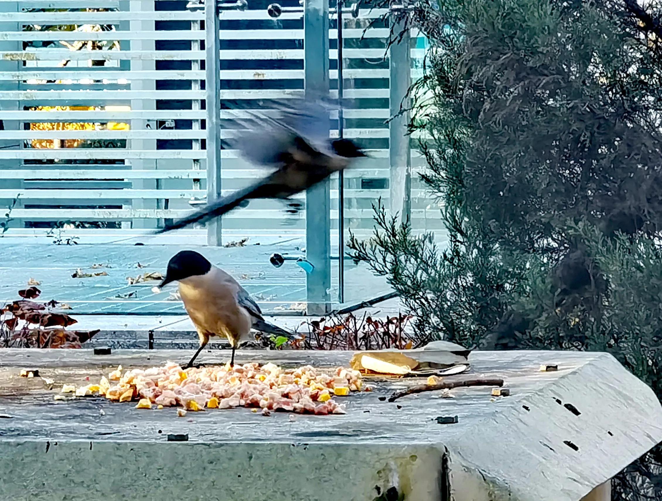 「天下奇观」喜鹊到底算什么鸟活见大妈喂喜鹊吃食真相