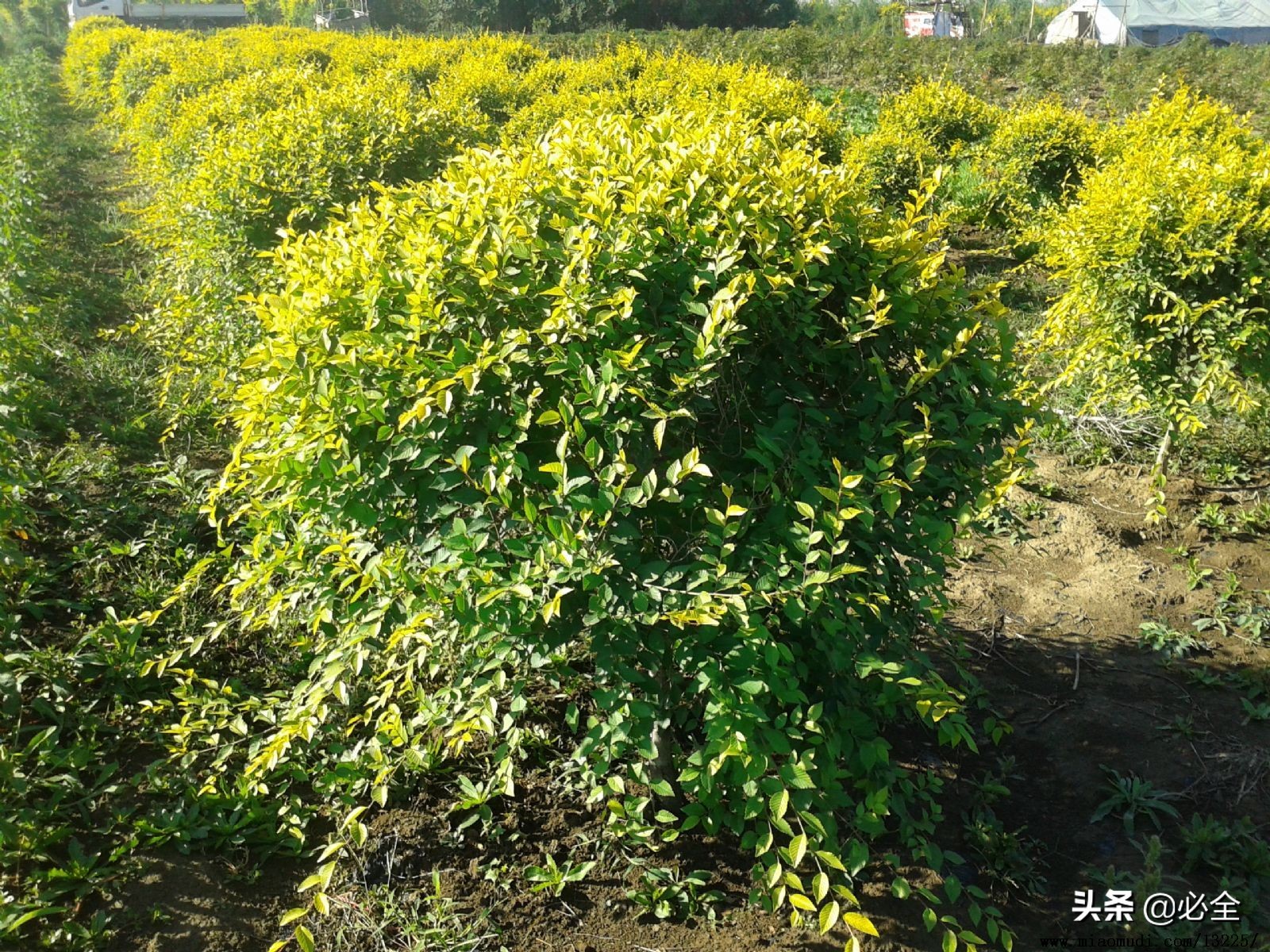 灌木球盆栽推荐品种有哪些,适合北方种植的球类及小型花灌木