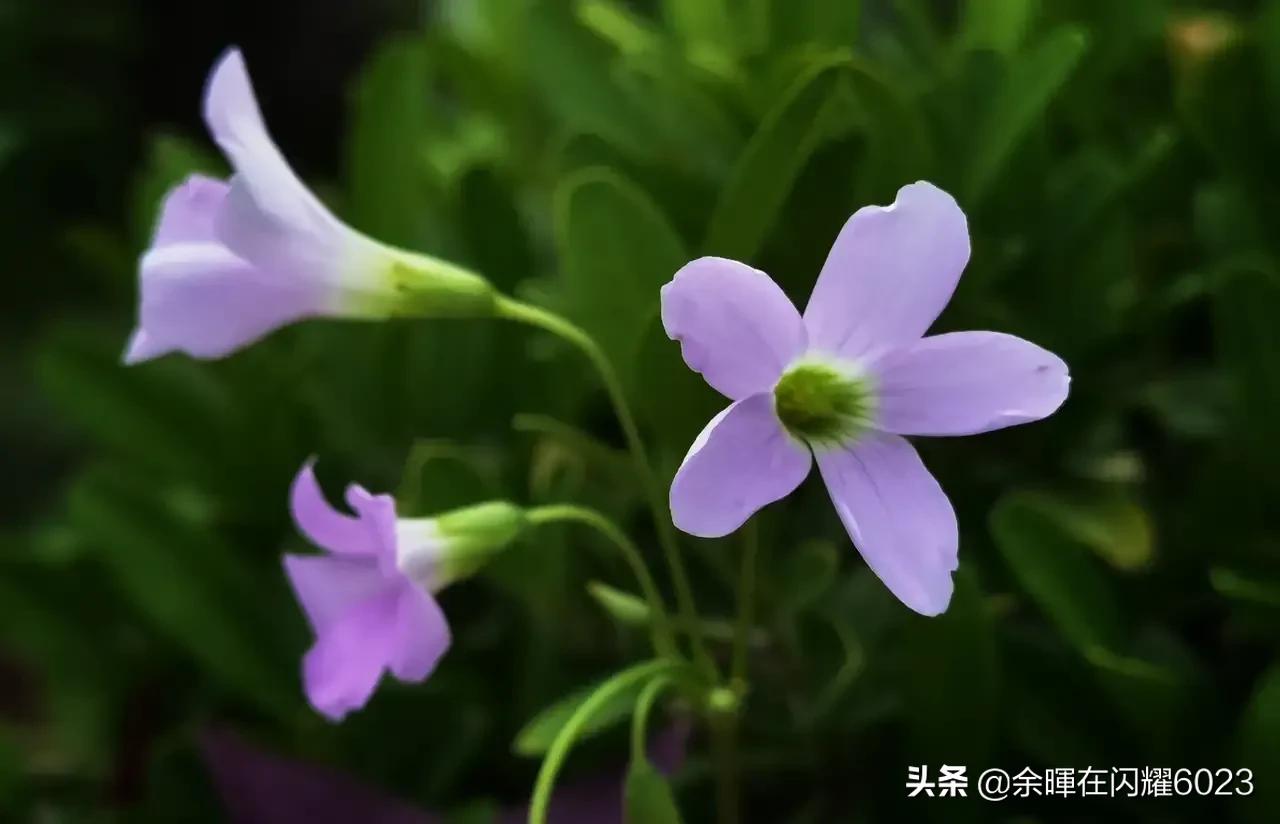 元条小头折断将幻影打下车去她重伤入院