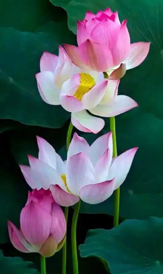 春树的人生格言书籍,人生书籍里的经典语录大全