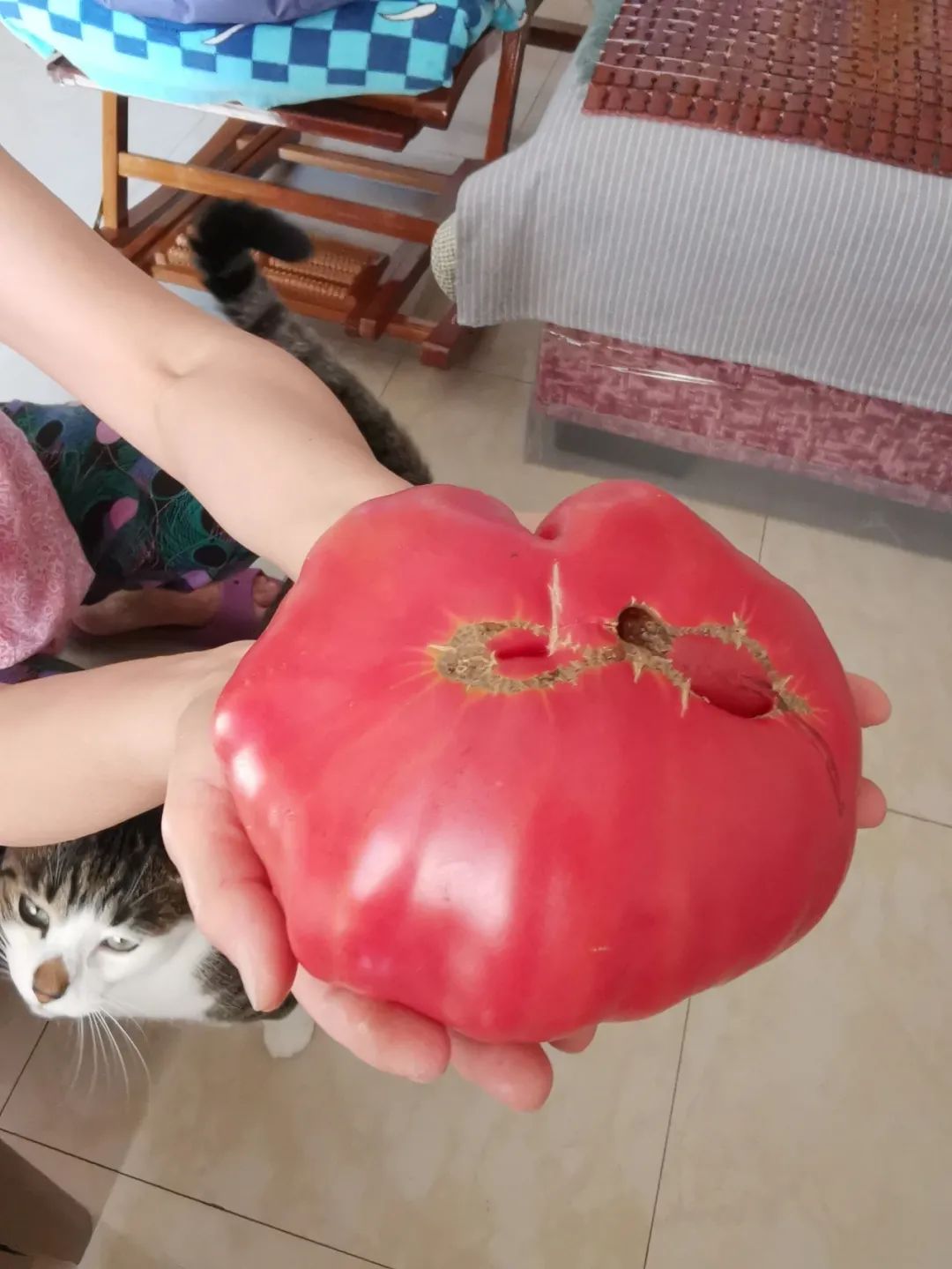 西红柿最近新消息,西红柿皮特别硬咋回事