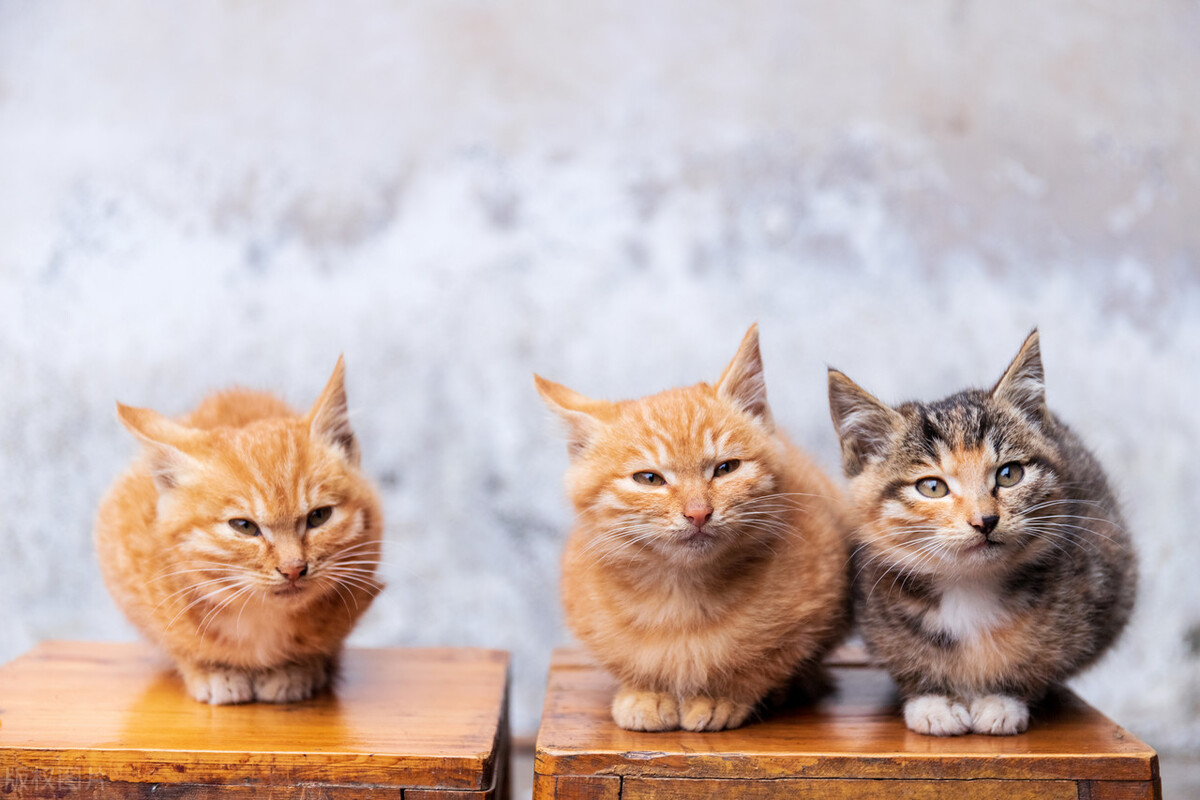 第一次养猫猫咪多大再接回家合适,第一次养猫猫咪待产多久