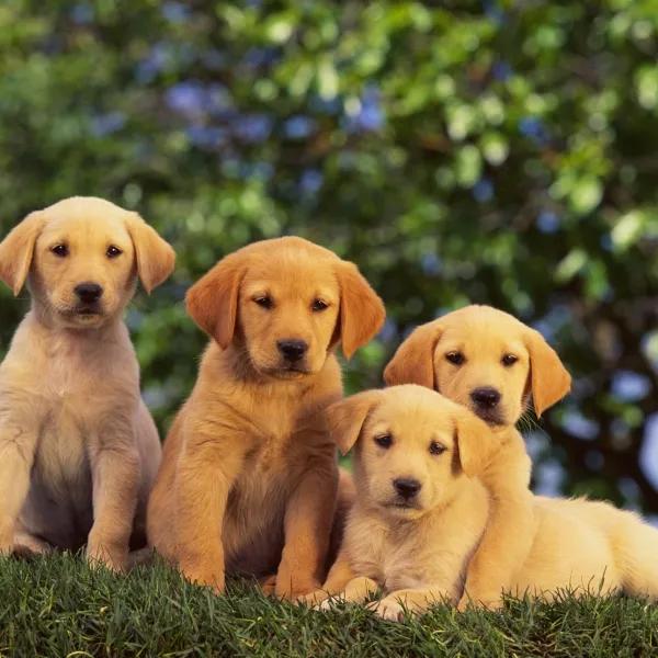 养狗的烦恼全集,养狗的烦恼和快乐有什么区别