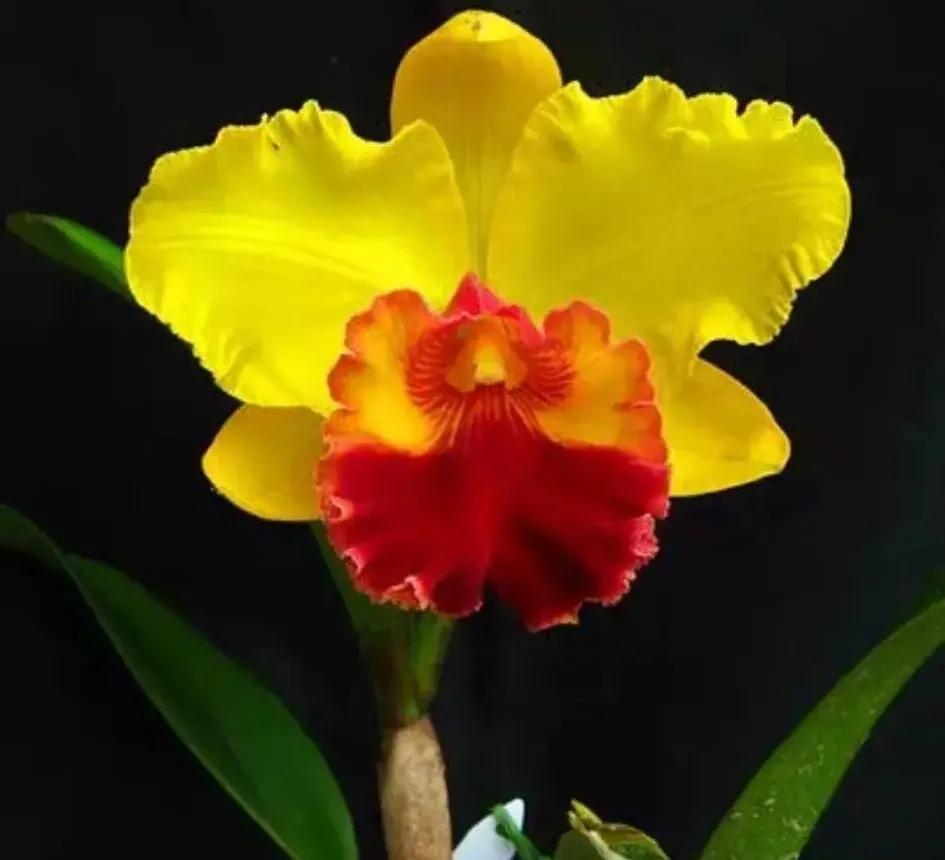 兰花的唯美图片,珍稀兰花各色大全