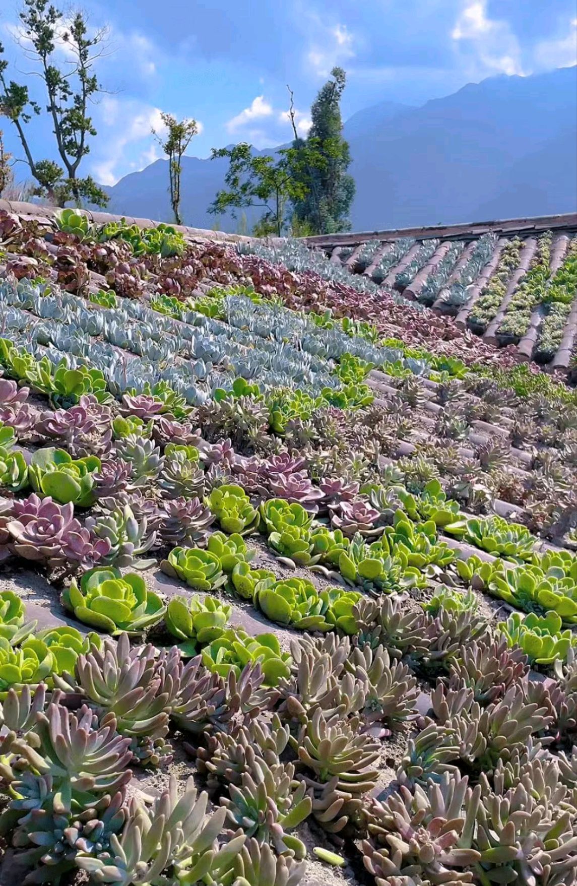 以前屋顶的多肉,多肉屋顶种植全过程