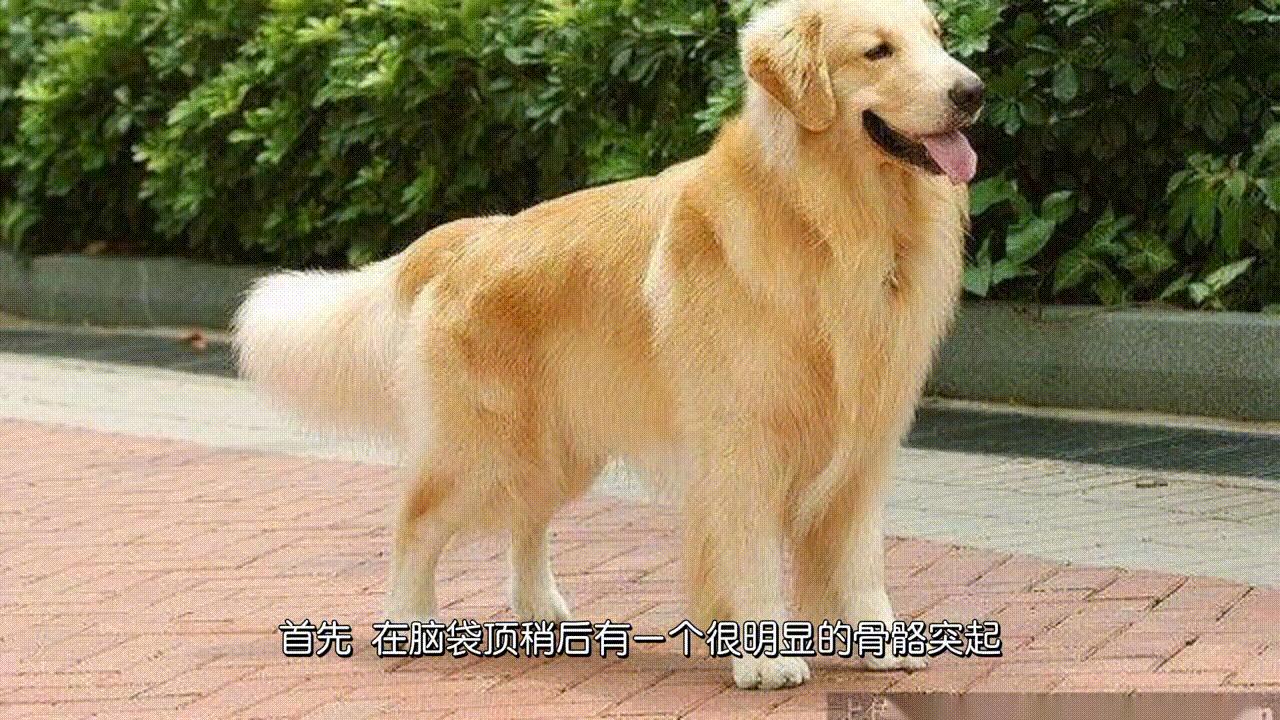 如何正确挑选普通金毛犬,金毛犬怎么挑选