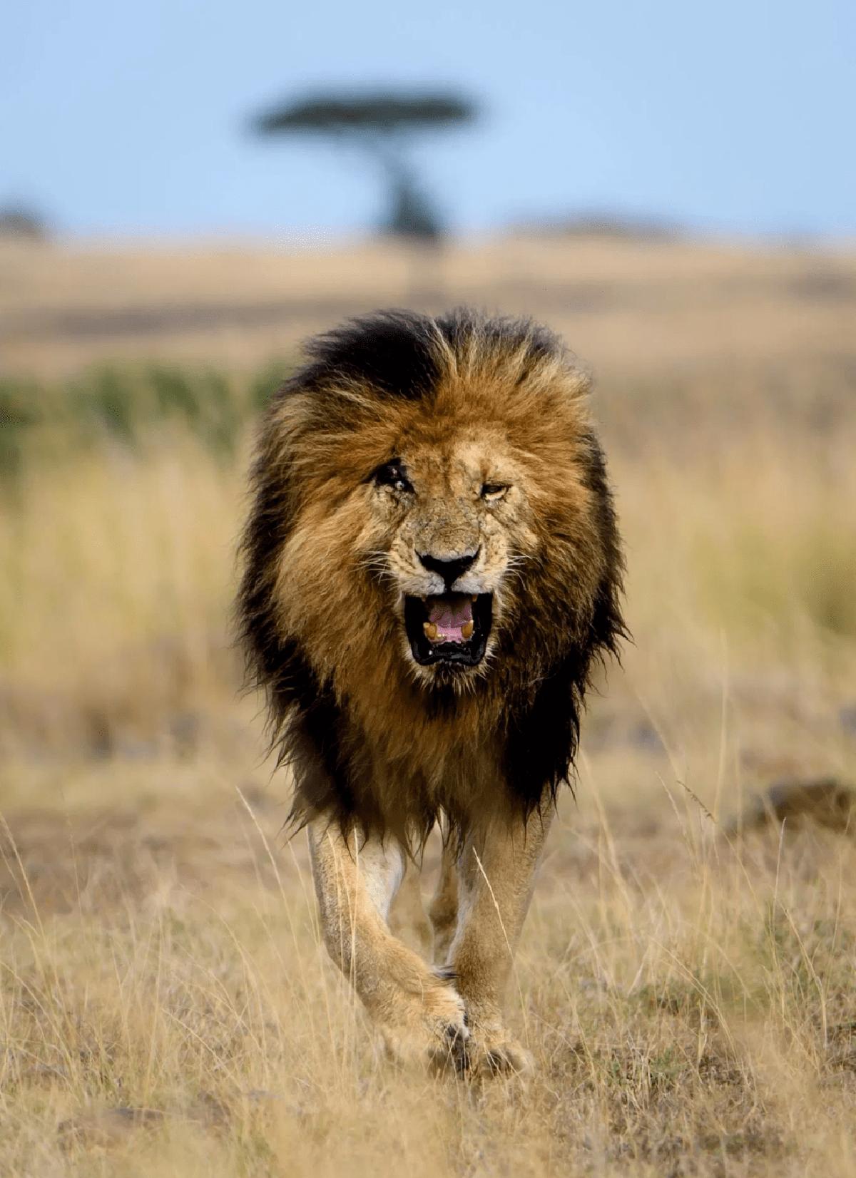 狮王刀疤被谁击败,狮王刀疤狮群称王达9年