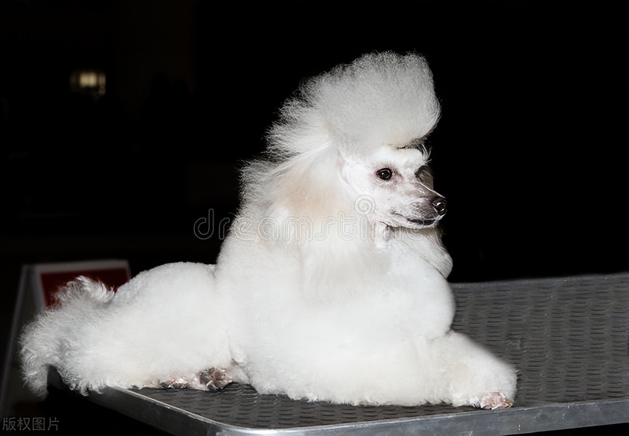 上班族怎么养宠物狗视频,上班族养的小型宠物狗