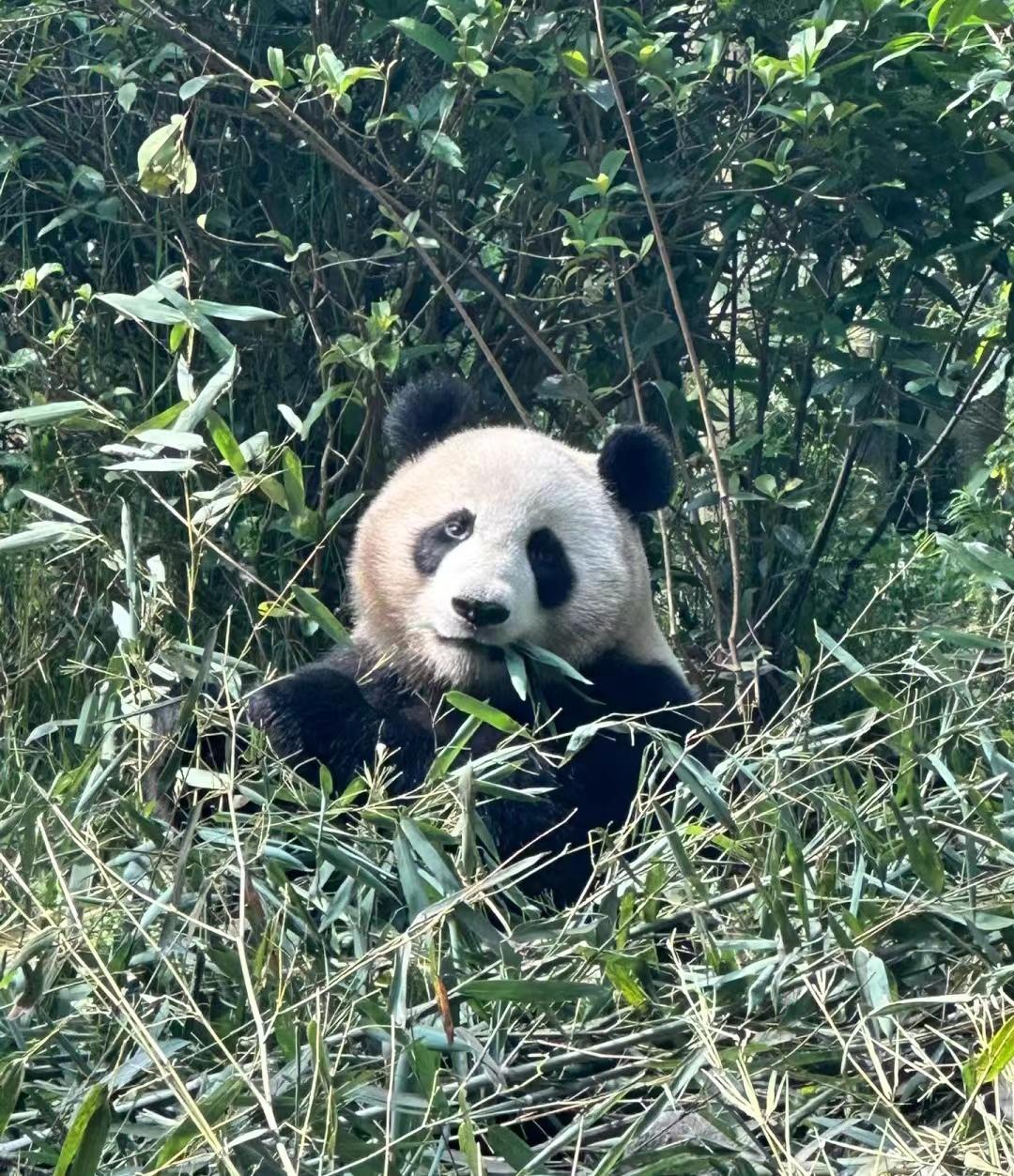 四川九寨沟四天三晚自由行攻略,成都九寨沟冬季旅游攻略