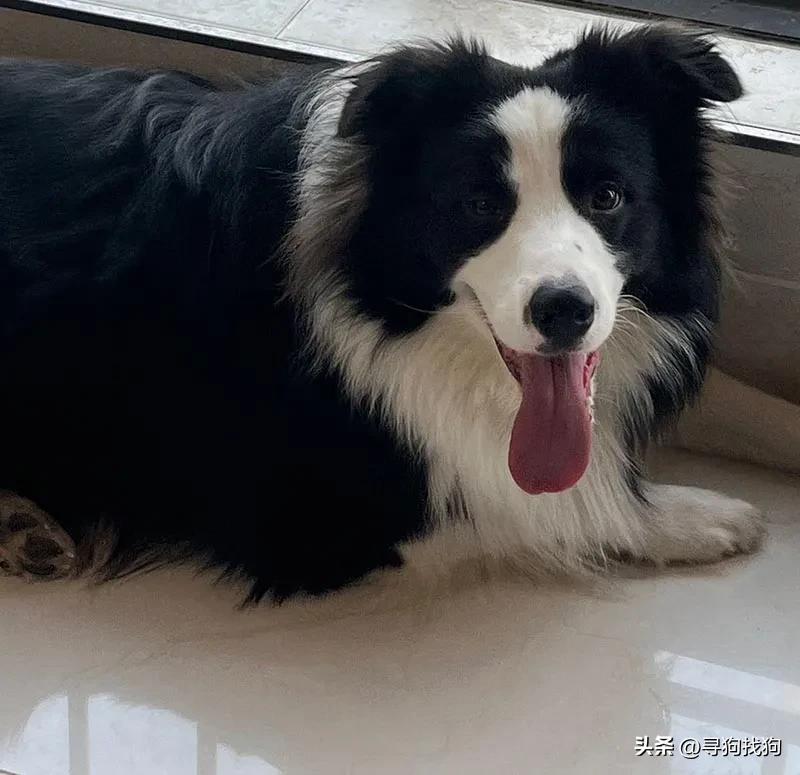 西安养边境牧羊犬,边境牧羊犬犬舍陕西西安