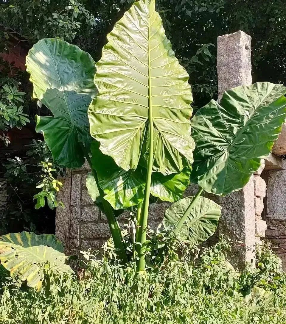 十种最毒的盆栽花,十种最毒的花不能在室内养