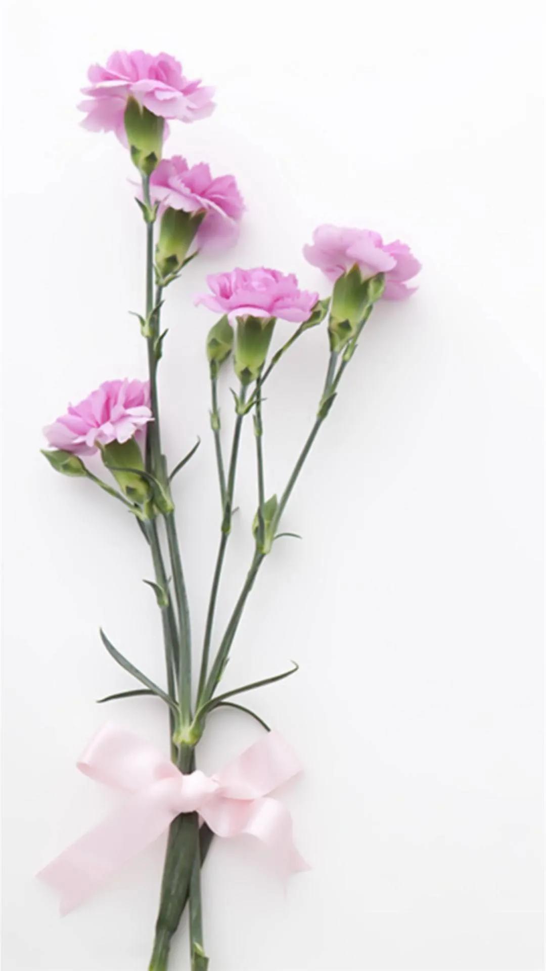 康乃馨花束壁纸,康乃馨壁纸手机超清全面屏