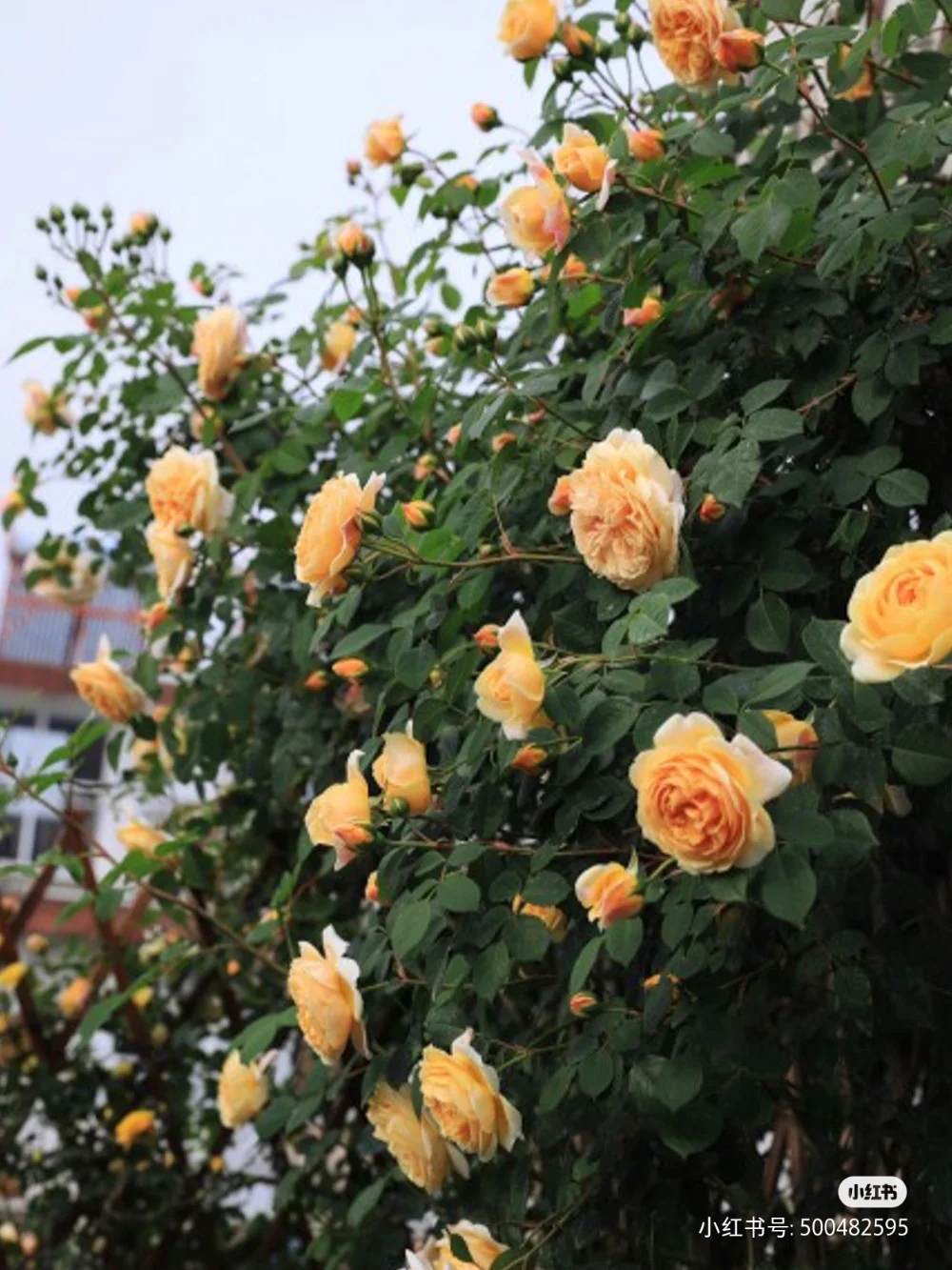 光照不足也能猛开花的藤本月季,抗病好养勤花的藤本月季品种