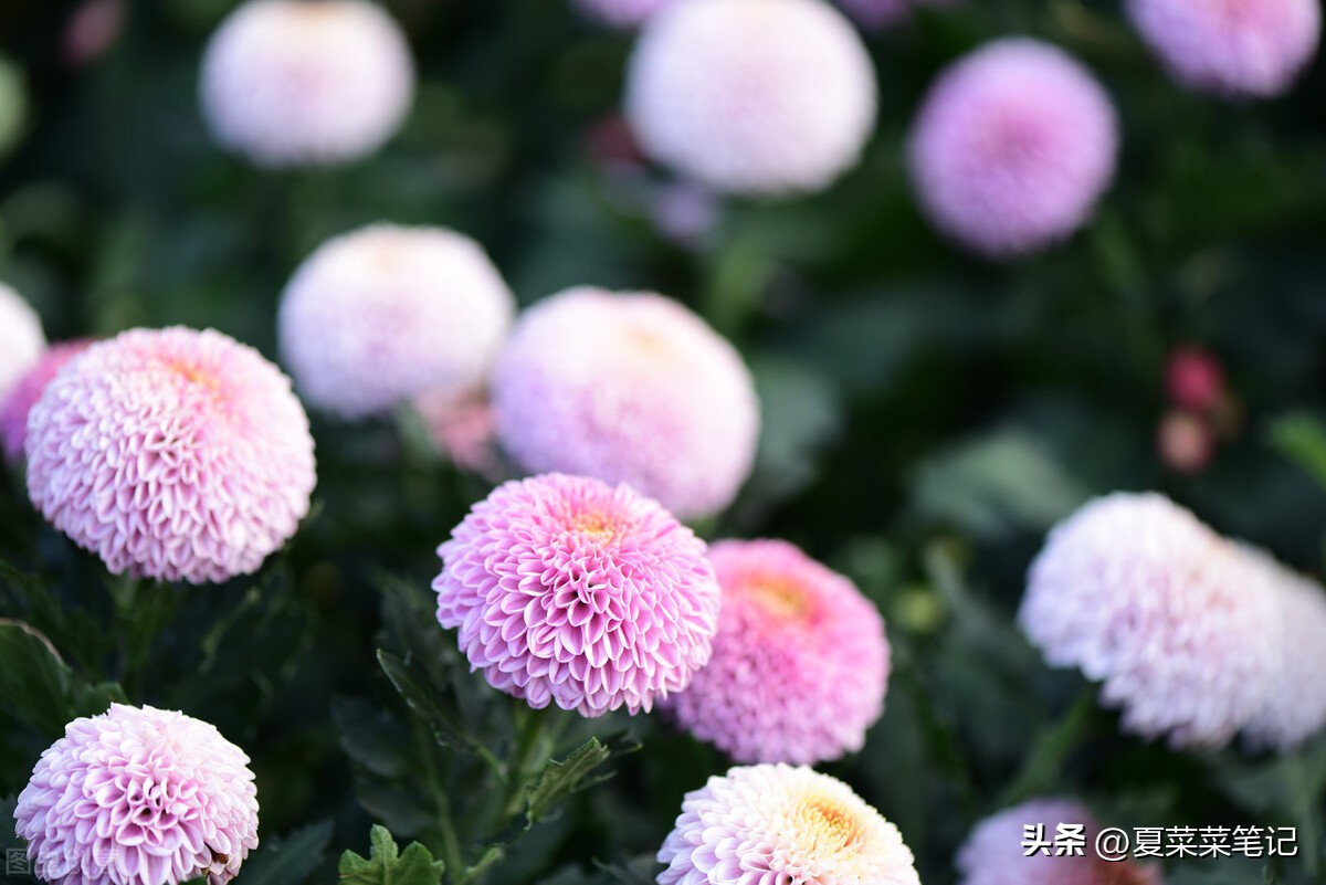 上班族做什么副业增加收入,上班族做什么副业最有前景