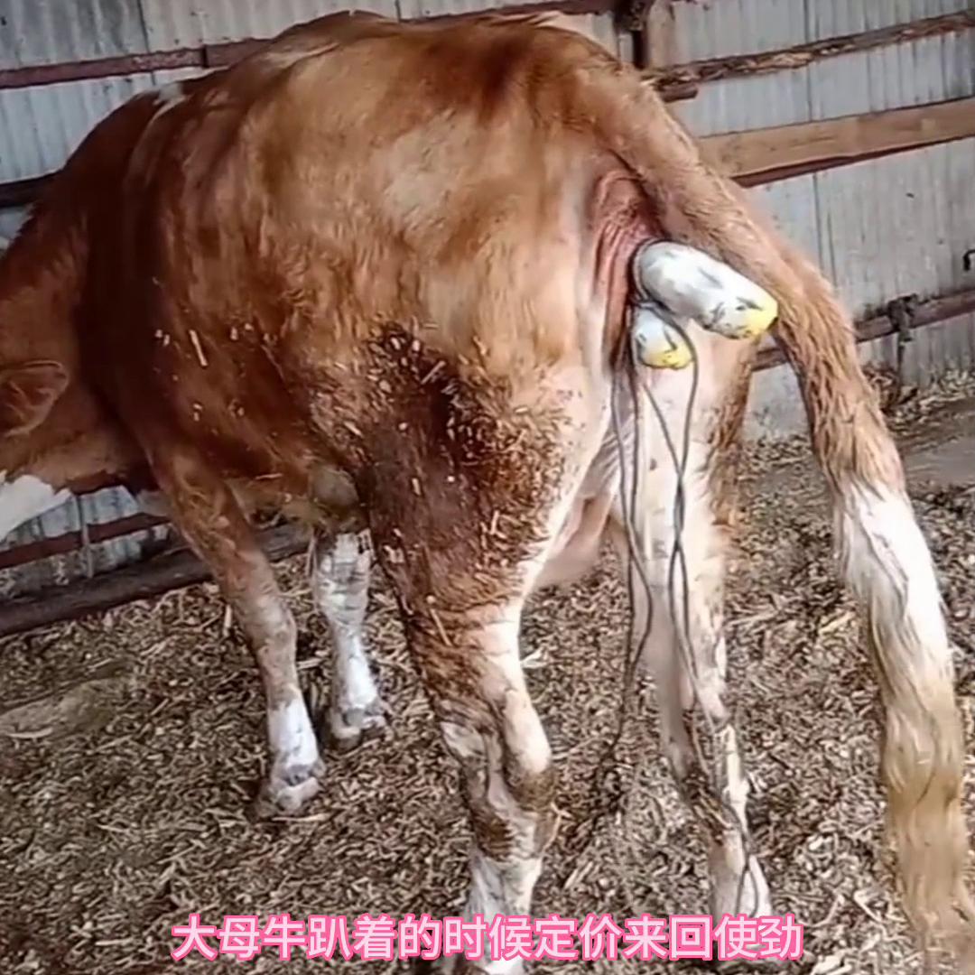 母牛下牛犊露出的水泡是什么,母牛下牛犊水泡破了不下来怎么办