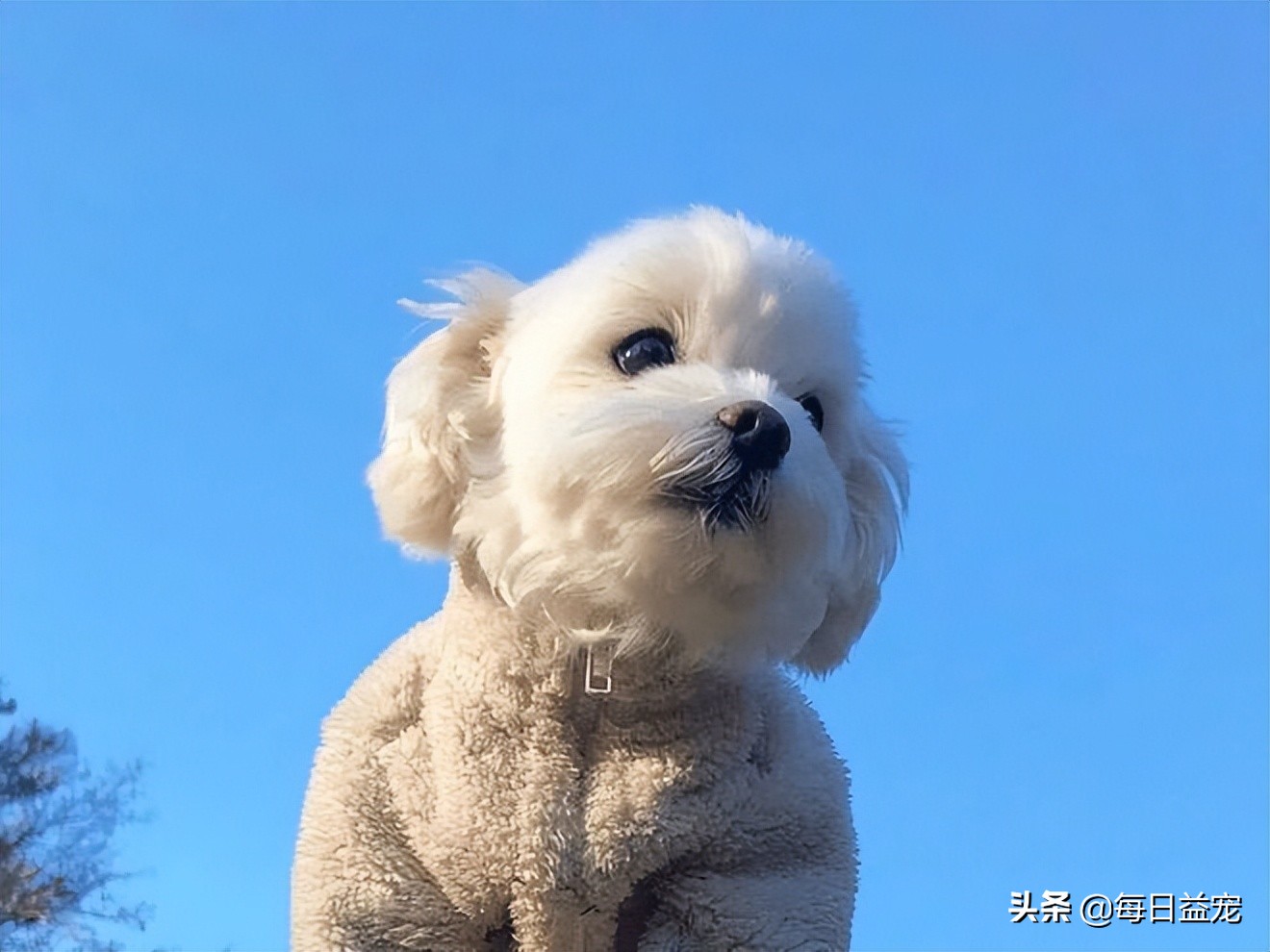 母狗一定要做绝育吗,母狗到底要不要绝育呢