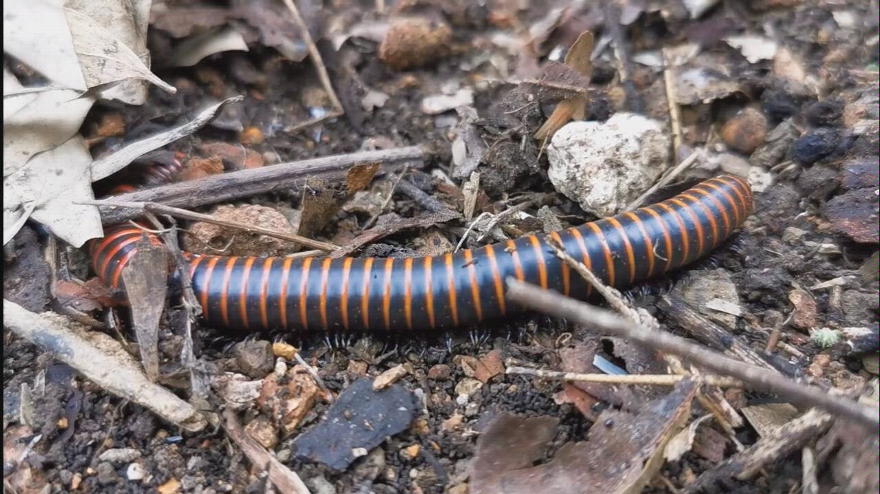 世界上有毒又可爱的野生动物,野生动物存在哪些危险