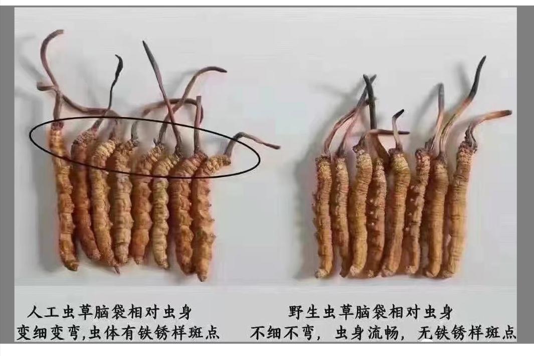 人工虫草和野生虫草的区别「兰青生物」