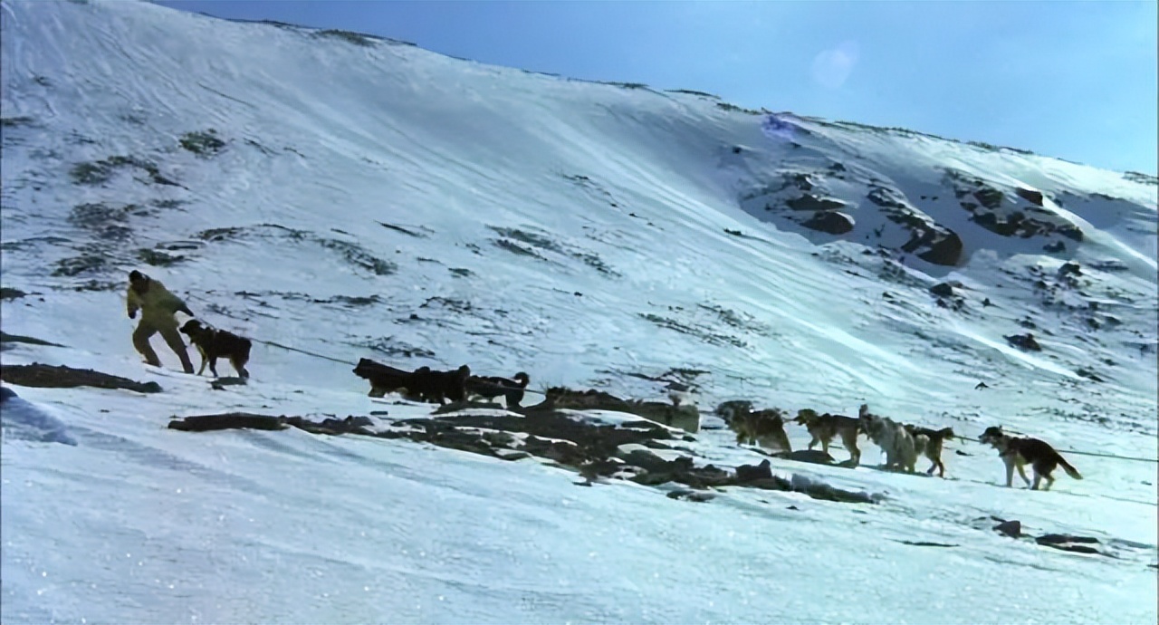 日版忠犬八公几个版本 (日本忠犬八公物语电影完整版)