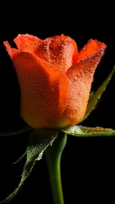 玫瑰花都有好多颜色,不同颜色的玫瑰花有不一样的花语