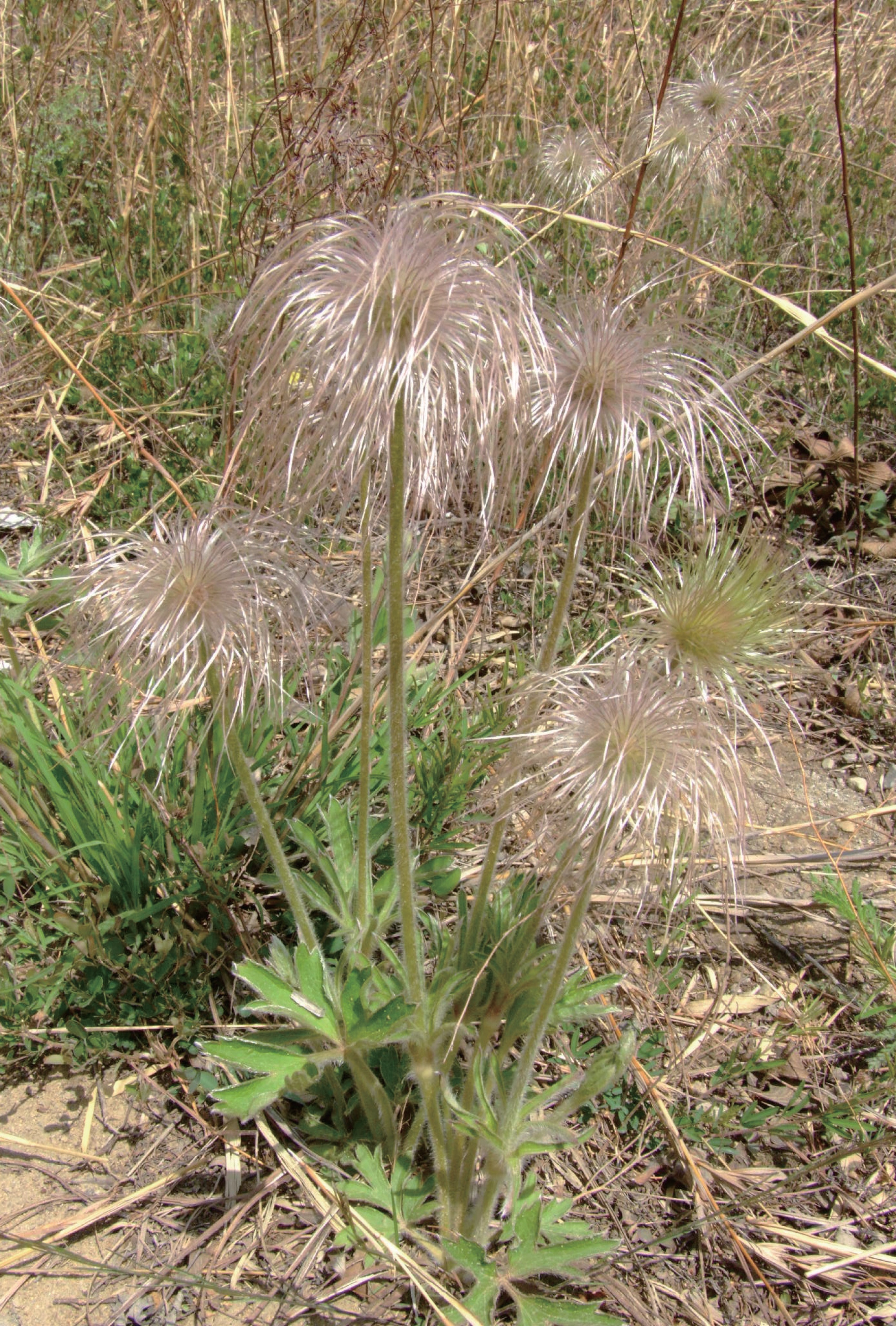 这里有像天鹅的乌头，像棉花的铁线莲，带上这本书，来玉渡山赏花