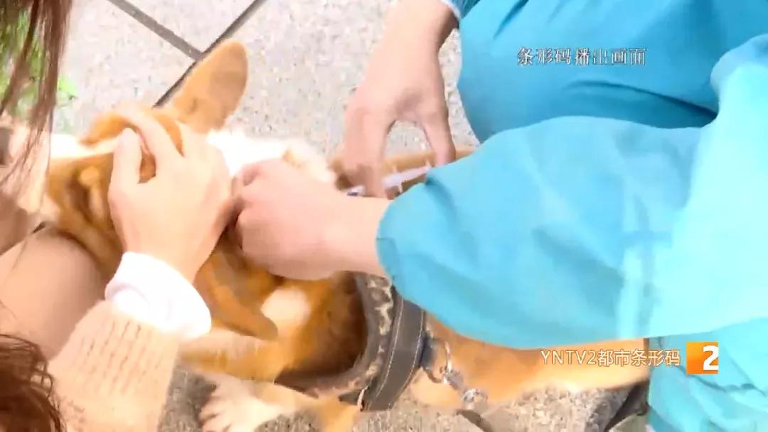 昆明市五华区免费狂犬疫苗接种点,五华区接种狂犬疫苗的地方