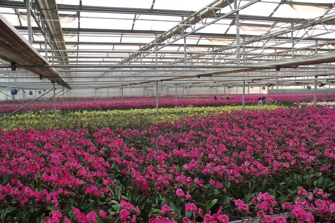 想知道致富密码？走，来这个镇看看～