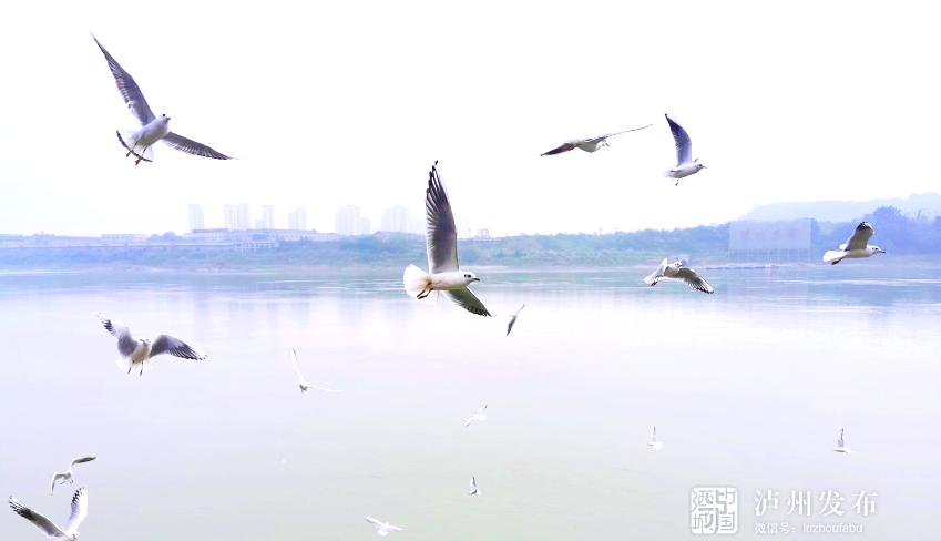 叮~红嘴鸥先头部队已抵泸并向你发出了一份志愿者招募令！