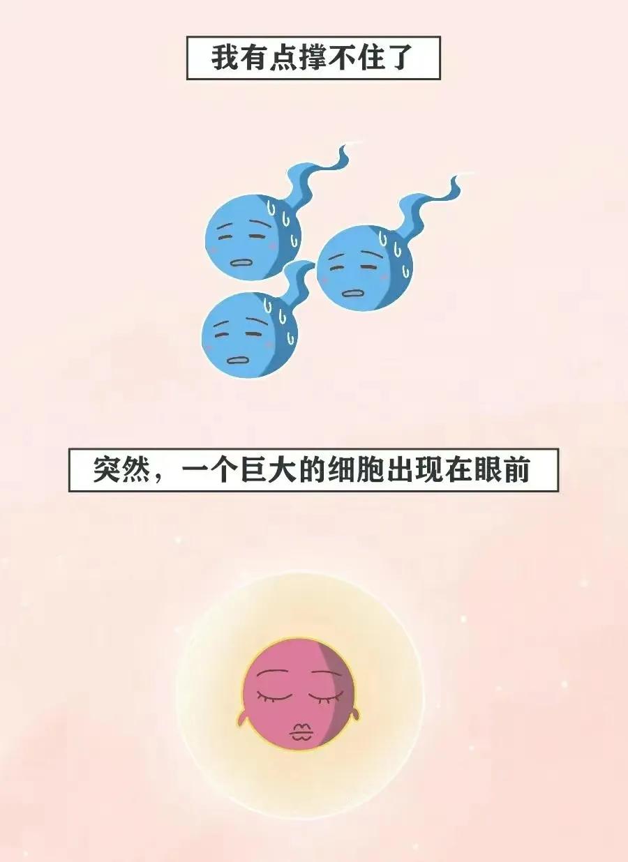 精子是怎么进入对方体内的，真是历经九九八十一难！