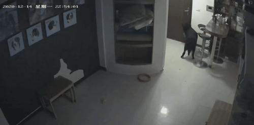 狗狗半夜无故吠叫，主人查看监控吓坏了：门把手在动