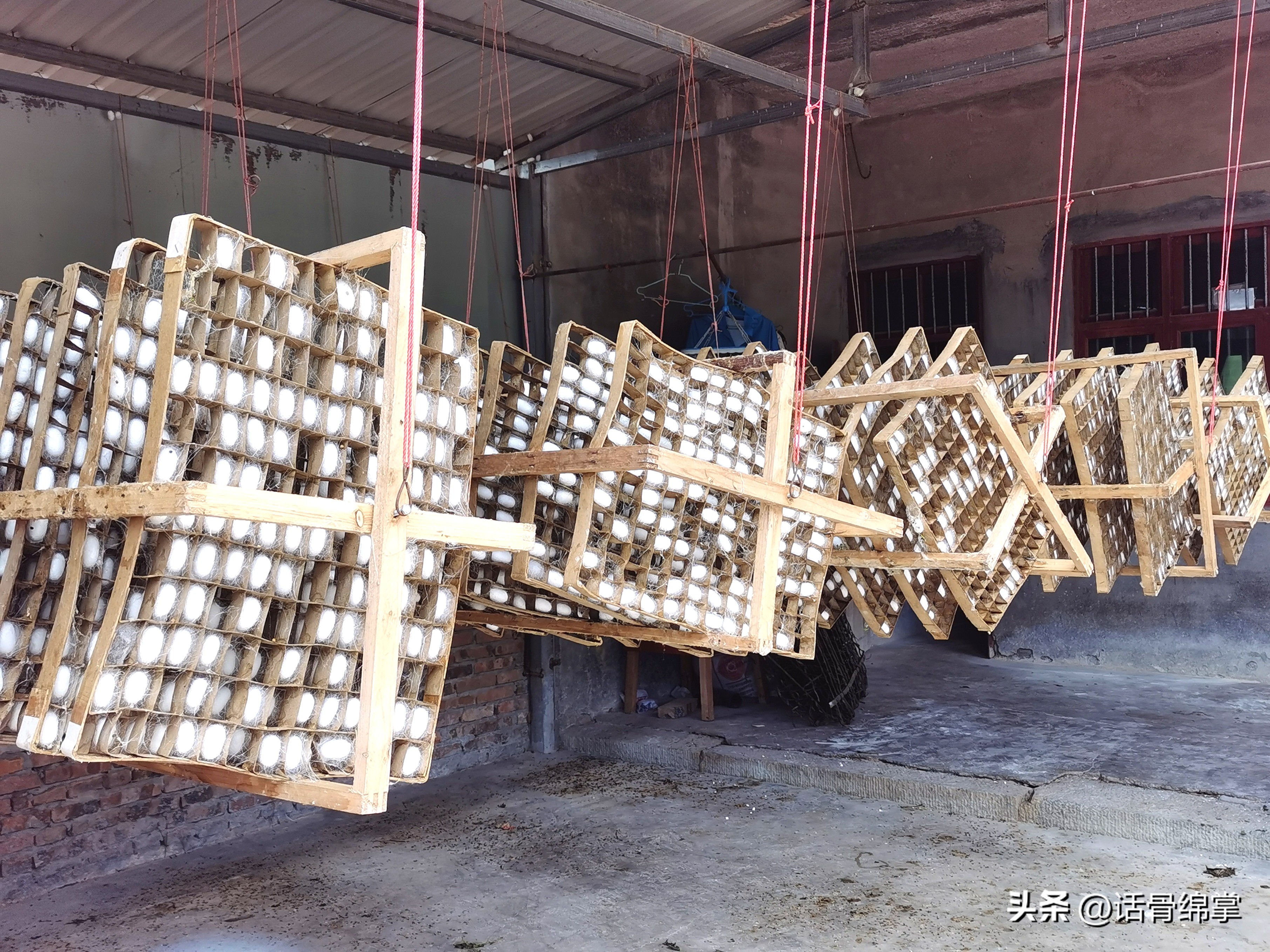 小春蚕结出“致富茧”蚕农增收有“丝”路