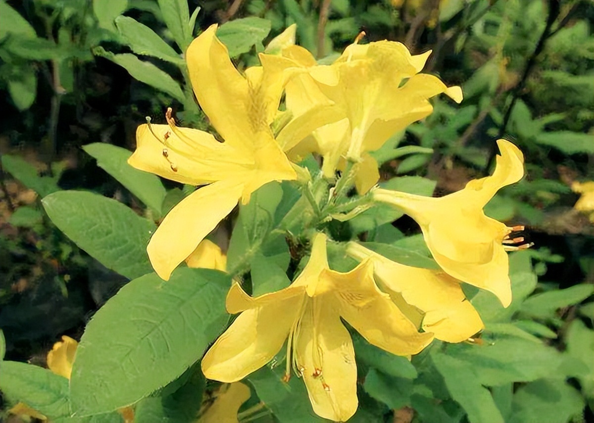 这几种常见花有毒居家养护要小心,四种剧毒的花家里千万别养