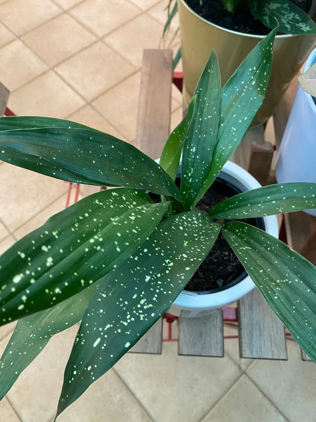 耐旱好养活的绿植盆栽,可以养在室外的观叶绿植