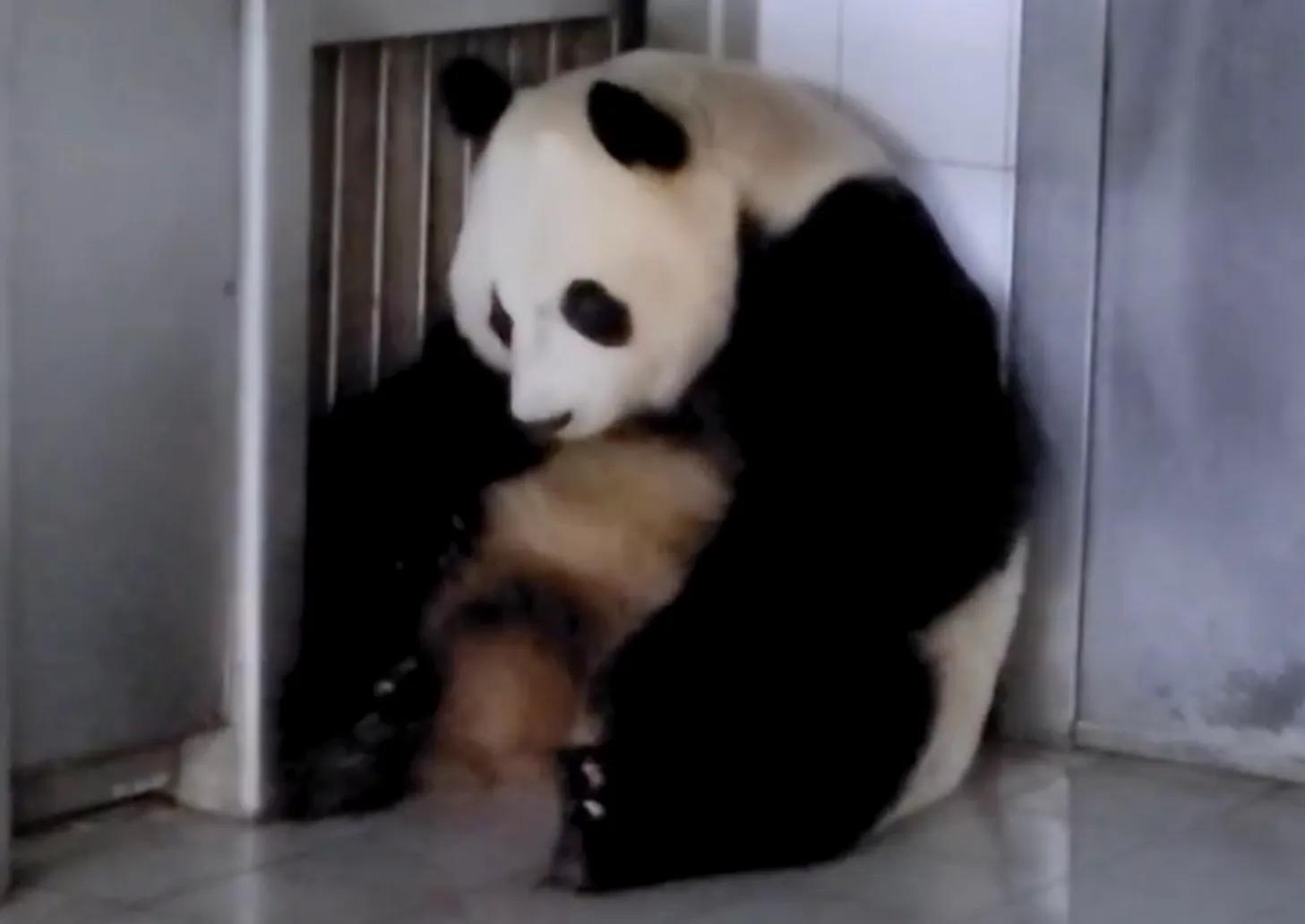 央妈也蹭热度官宣爱宝二胎，宝家族自然繁育的故事，再次开花结果