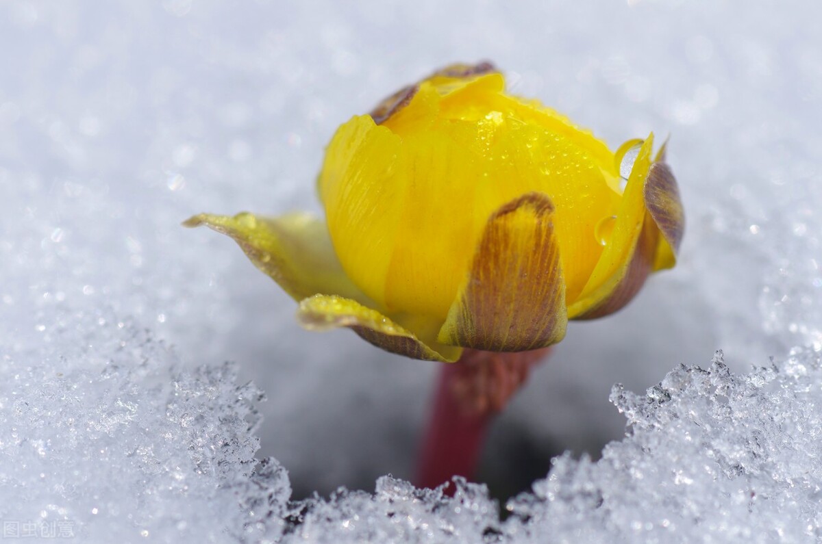 冰凌花享有林海雪莲之美称,牡丹江林海雪莲冰凌花悄然盛放