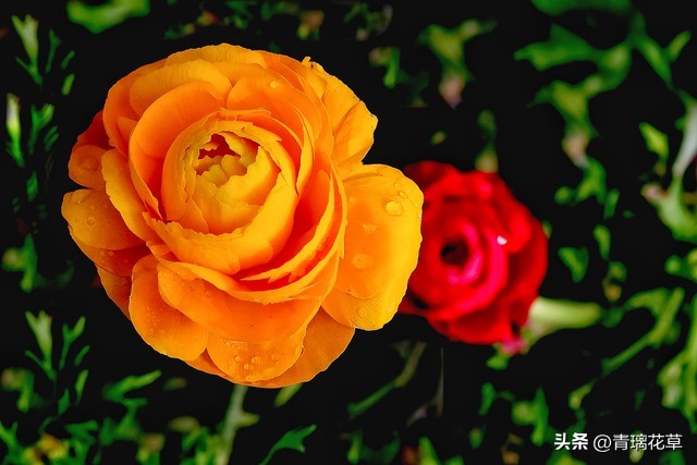 养花养成“花草杀手”，就养这些5种球根花，好看好养还有大用处