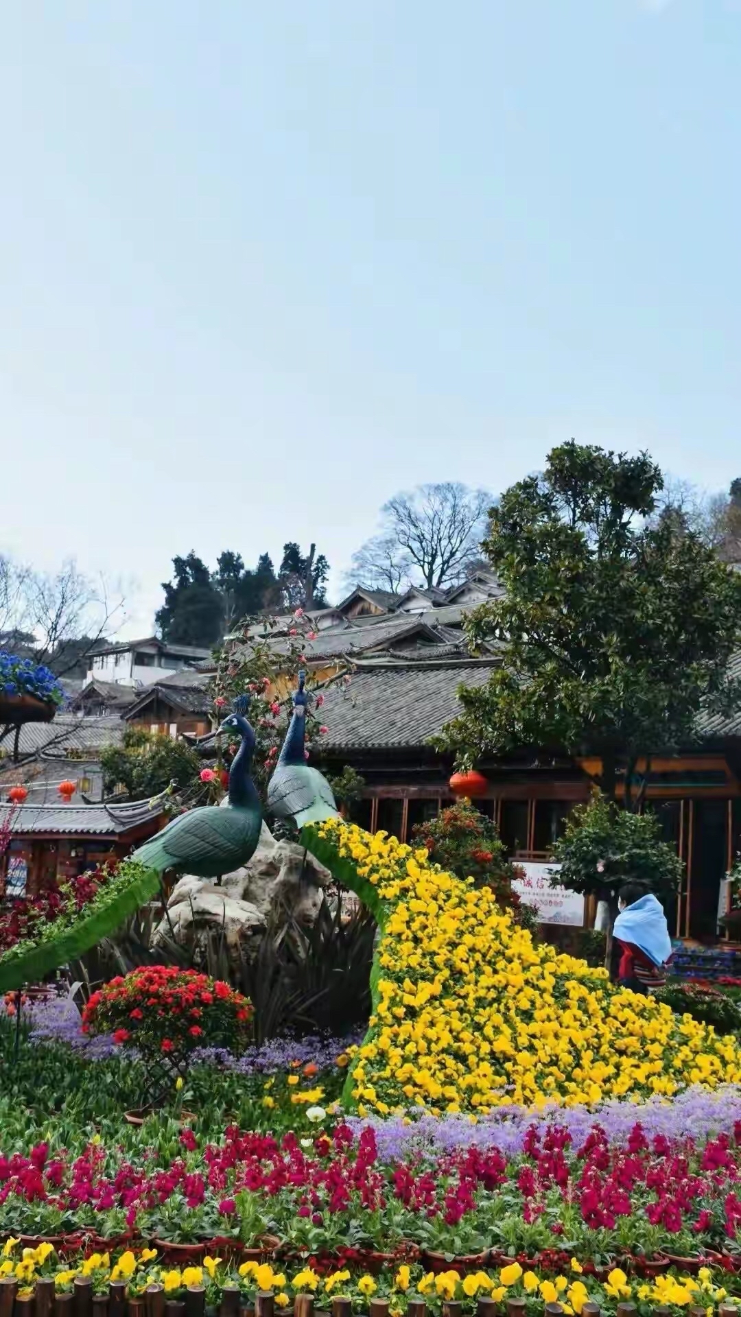 丽江春节旅游免费景点,丽江旅游一日接待游客多少