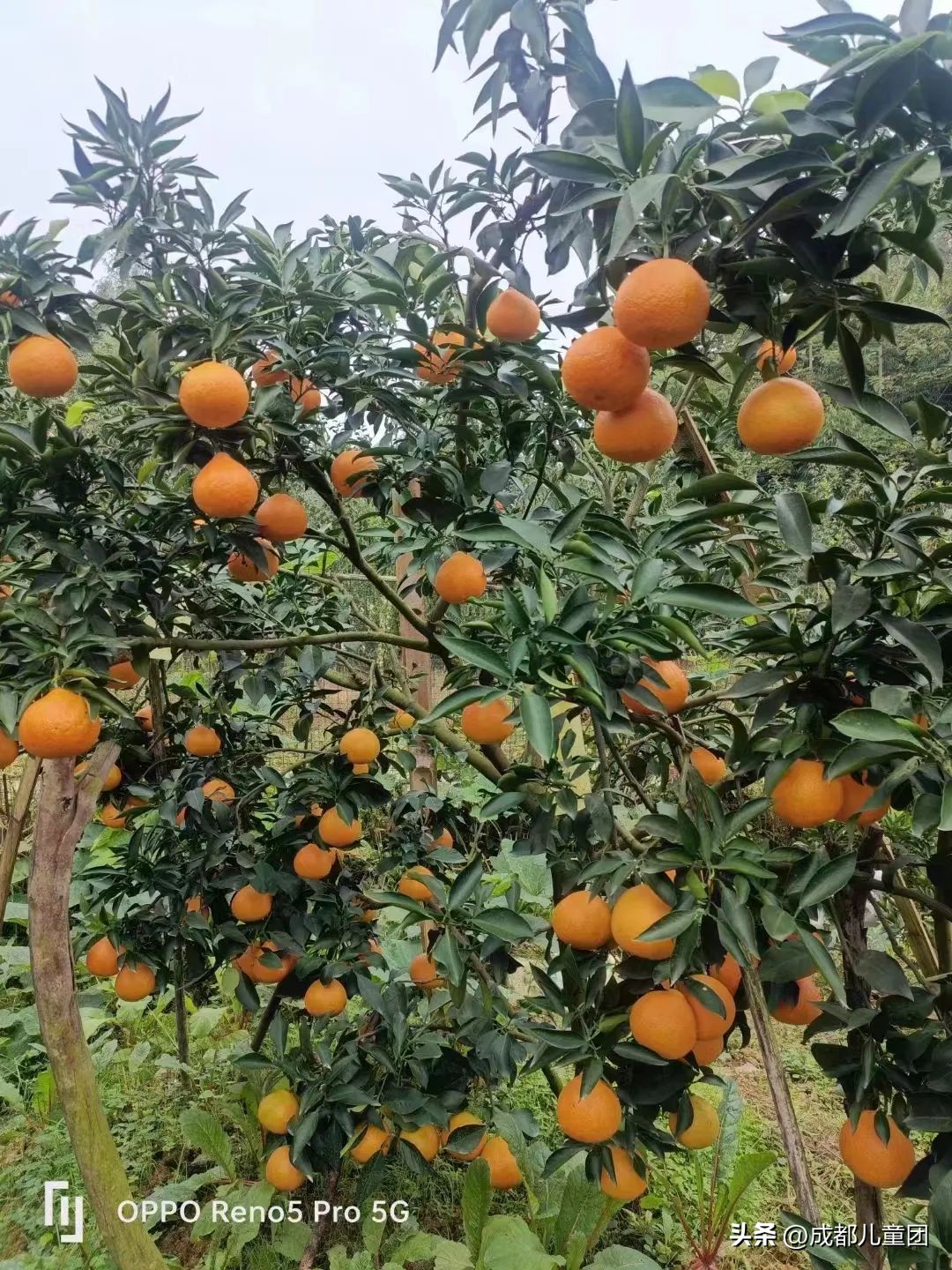 摘草莓橘子的地方推荐,附近摘橘子的地方推荐