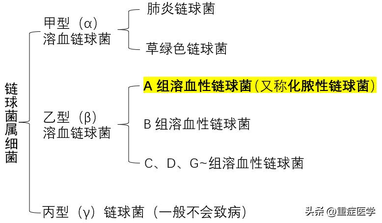 链球菌感染很常见，你至少需要知道这四点！