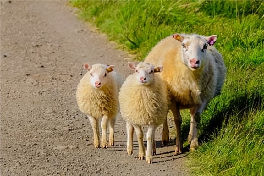 羊不吃食吃土是怎么回事,羊不吃食用什么方法好