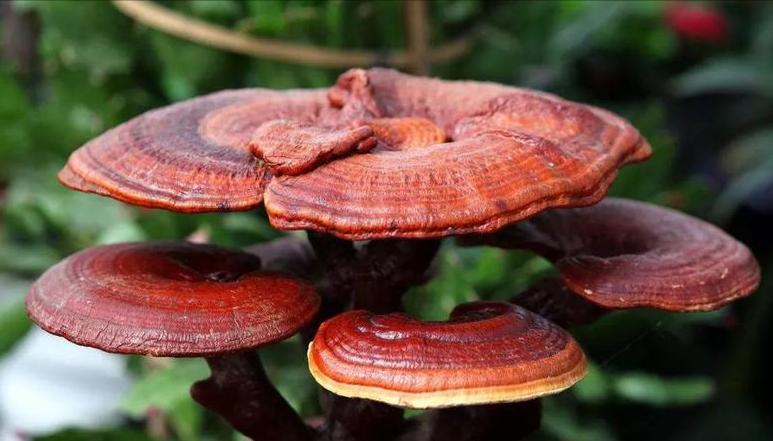 灵芝野生的好还是种植的好啊,野生灵芝品种哪些药用价值好