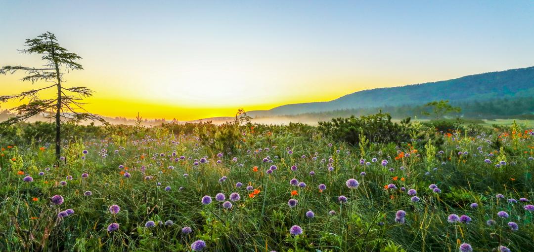 用AI绘图给黑龙江夏季避暑旅游，做几件“事件营销”