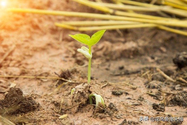 刚买回来的茉莉花水培,刚买回的茉莉花苗怎么盆栽