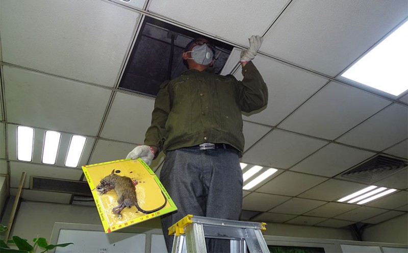 楼房进老鼠怎么办,楼房家里有老鼠