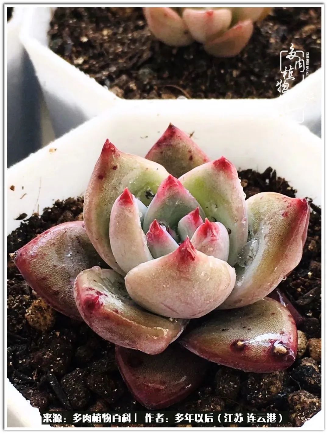 我若不弃，愿你不负我所期