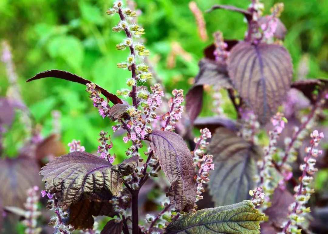 鏃ユ湰灏忎紬鍝佺墝,鍐烽棬鏃ユ湰灏忎紬鍝佺墝